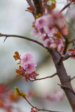 梅花