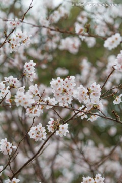 日本樱花