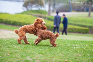 泰迪狗