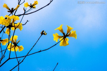 黄花风铃木花