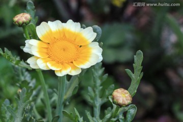 黄色野花 菊科花 菜花 茼蒿