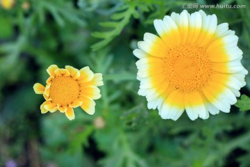 黄色野花 菊科花 菜花 茼蒿