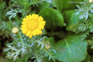 黄色野花 菊科花 菜花 茼蒿