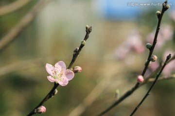 桃花 粉桃花 红桃花