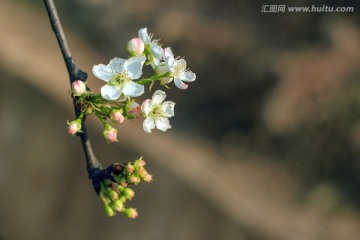 梨花