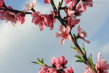 桃花 粉桃花 红桃花