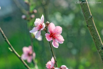 桃花盛開 春色