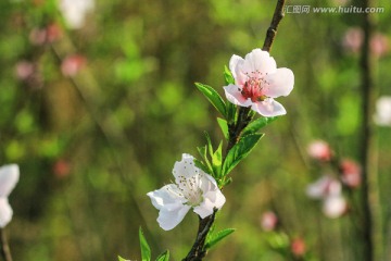 桃花盛開 春色