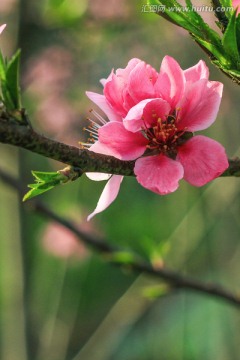 桃花盛開 春色