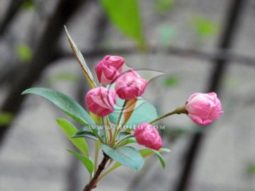 海棠花蕾特写