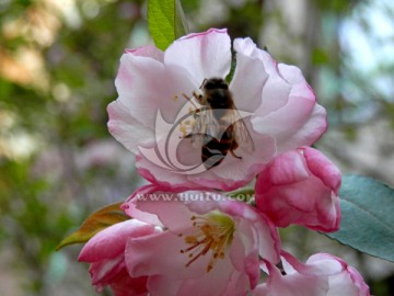 蜜蜂采花