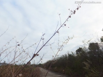 植物天空特写