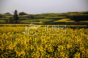 屯溪区西溪南油菜花