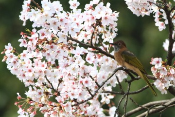 鸟类 花卉