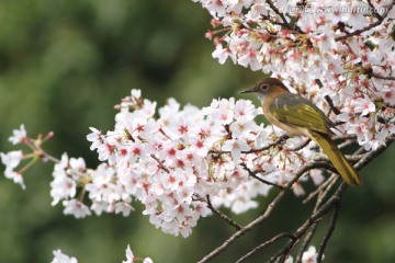 鸟类 花卉