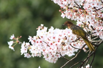 鸟类 花卉