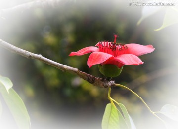 木棉花