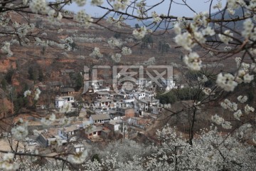 樱花烂漫小山村