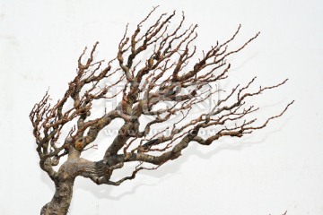 树枝艺术造型