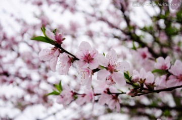 唯美 粉红桃花