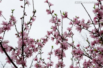 桃花花枝