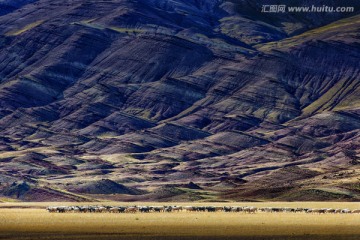 高原牧场 西藏风光 高清晰