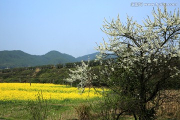 油菜花