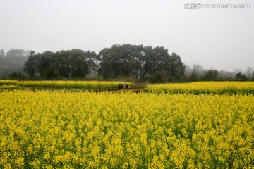 油菜花 田野