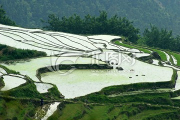 尤溪桂峰梯田