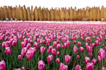 捞鱼河湿地郁金香花田