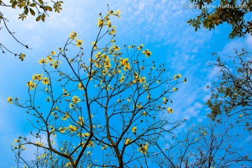 蓝天风铃花