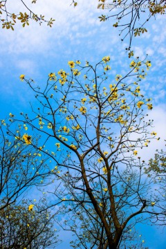 黄花风铃木树