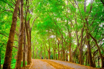 阳光树林小路高清