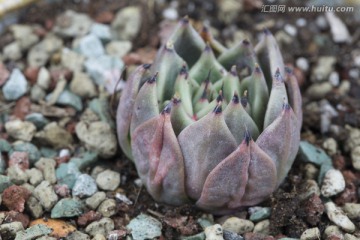 韩国进口多肉植物万圣夜