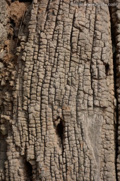 龟裂的树皮