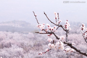 杏花开满山