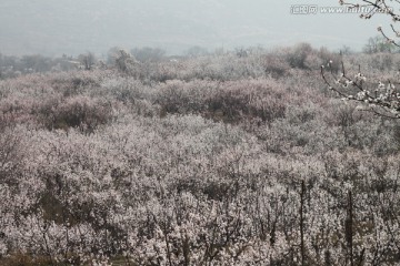 漫山杏树