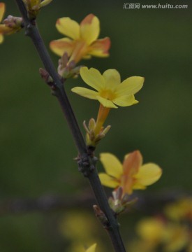 迎春花