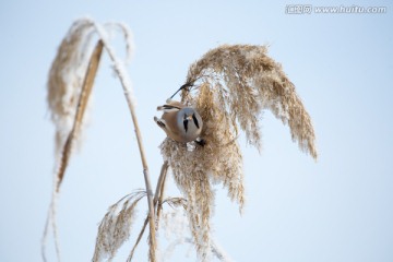 纹须雀