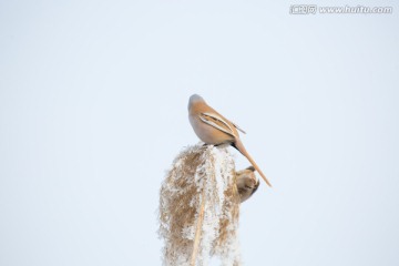 纹须雀