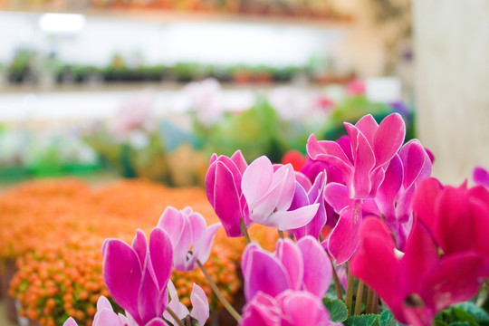 仙客来 花市 花店