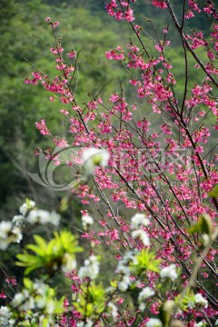 钟花樱桃