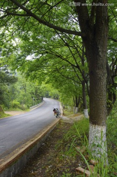 公路 绿色公路