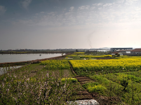 兰溪横山外董村油菜花田全景