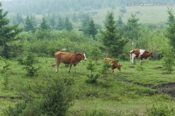 草地上的牛群