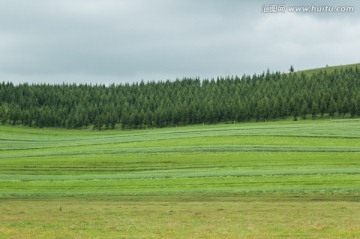 田野