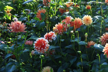 菊科 花朵