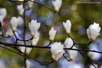 白色玉兰花