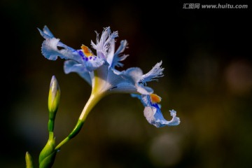 鸢尾花