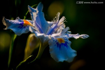 鸢尾花